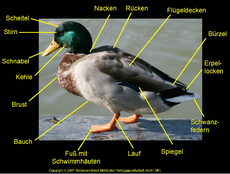 Körperbau-Stockente.jpg